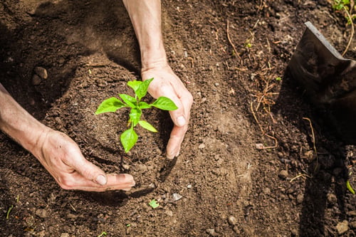 close up of farmer planting seedling