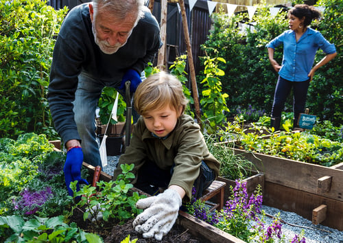 senior and child community garden volunteering